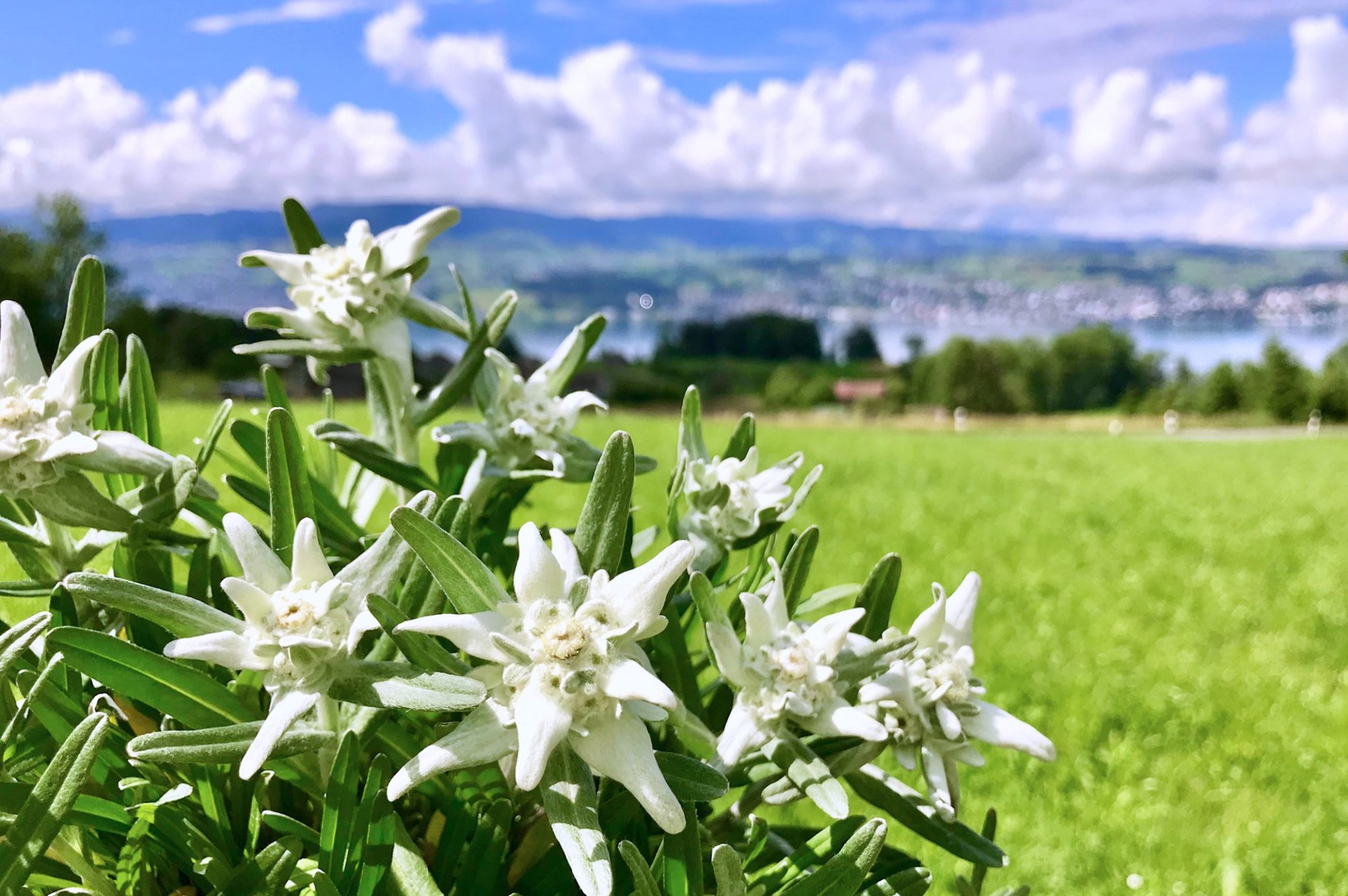 Japan Club Zurich チューリッヒ日本人会