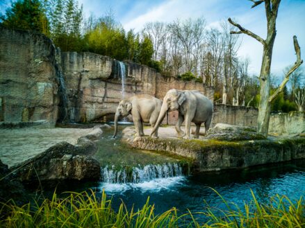 《 JCZ 企画 10 月イベント：「チューリッヒ動物園 マソアラ熱帯雨林ガイドツアー」》